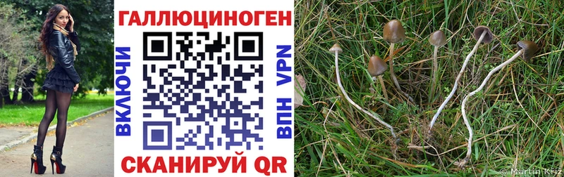 mega ссылки  Мариинский Посад  Галлюциногенные грибы Cubensis 